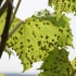 Opryskiwanie winogron mieszanką bordeaux: jesień, wiosna, lato